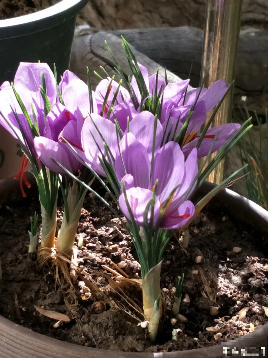 上千块一斤的花,名贵得很,自己在家也能种 上千块一斤的花,名贵得很,自己在家也能种