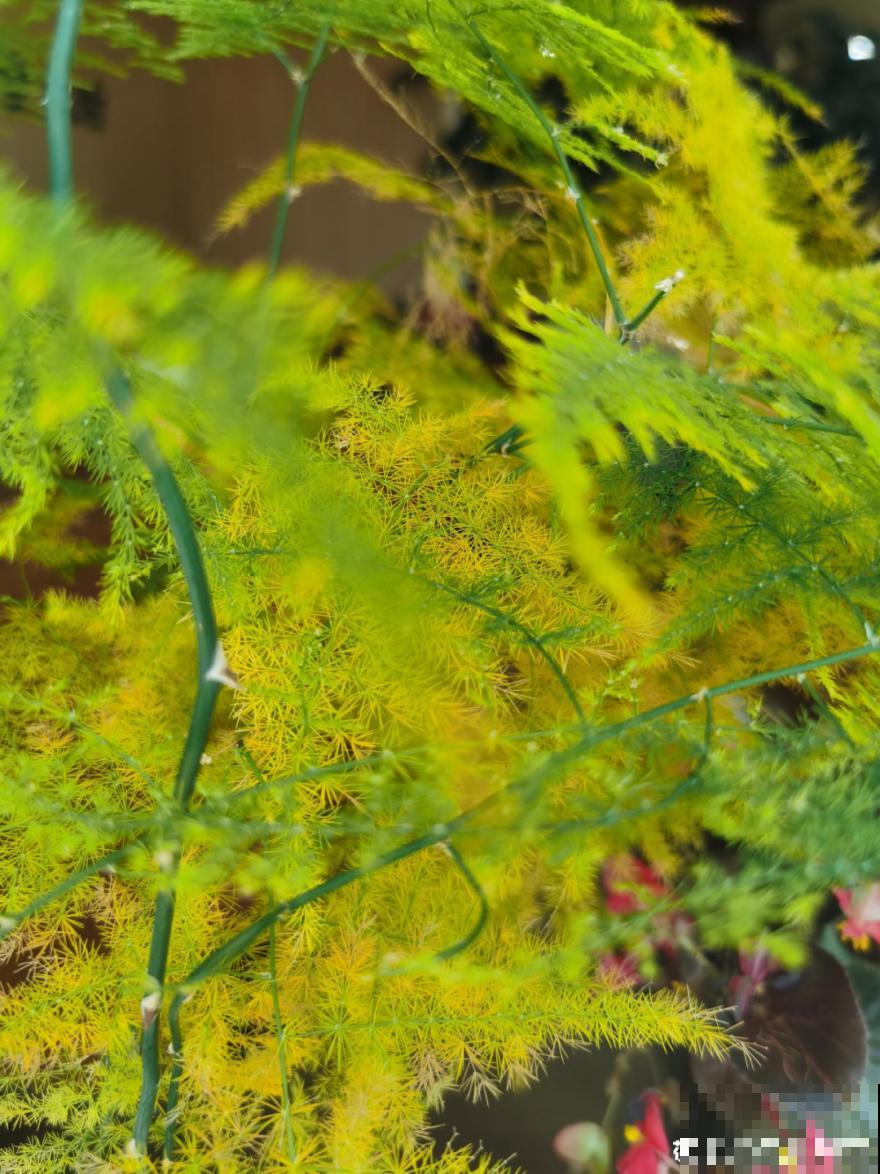 养花换个方法，长得更旺，养花杀手必看