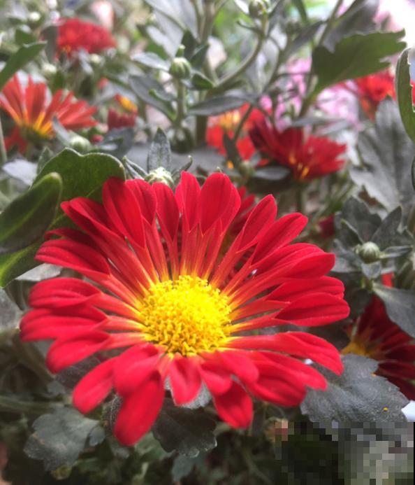 秋菊开花“黄金一片”，这个月养正合适，谁养谁赚便宜