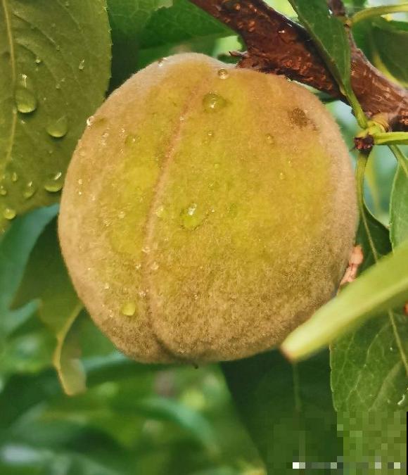 桃树扦插总不活,掌握3个要点,扦插比嫁接生长更迅速 桃树扦插总不活,掌握3个要点,扦插比嫁接生长更迅速