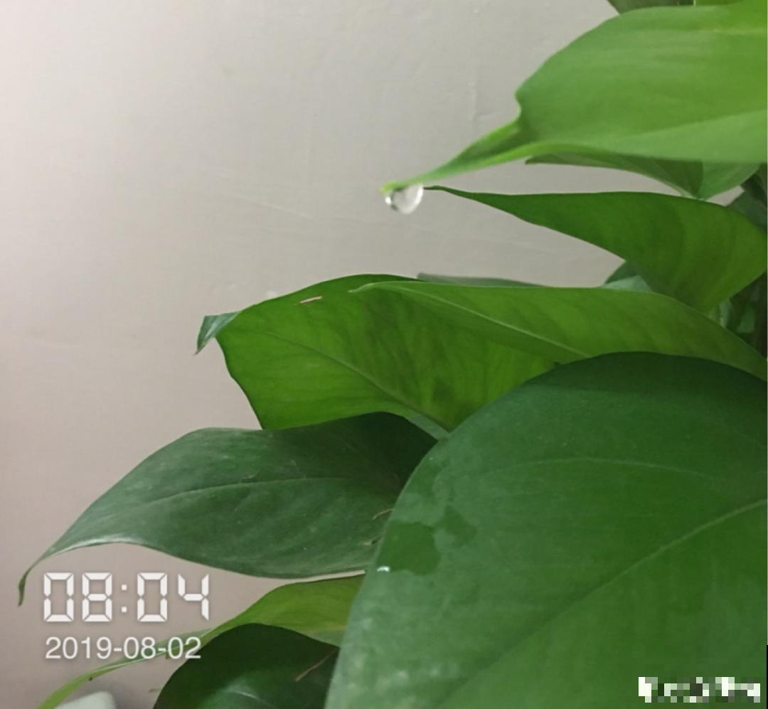 绿萝叶子“吐”水珠，恭喜你，养出了最佳状态