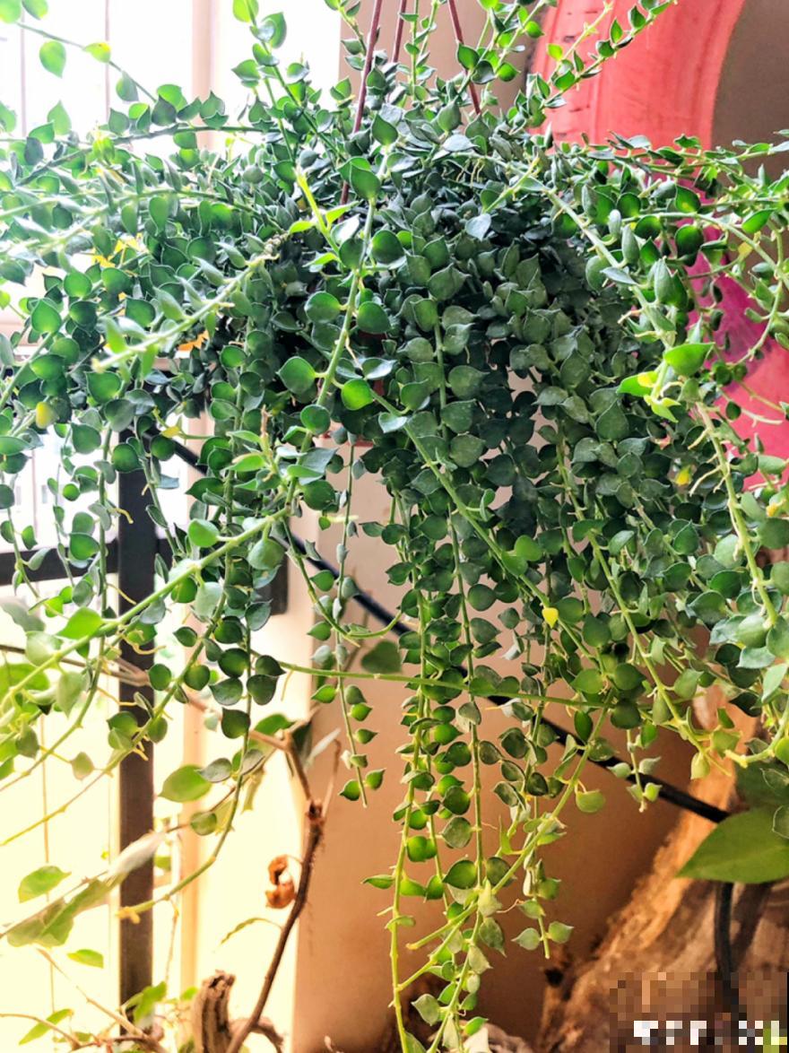 15种花,养在家里有气质,好养又健康 15种花,养在家里有气质,好养又健康