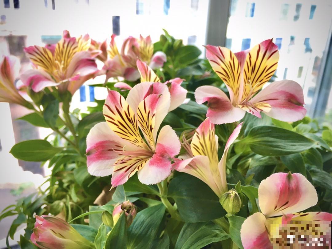 仙气飘飘的花，颜值高、花期长，养一盆不亏