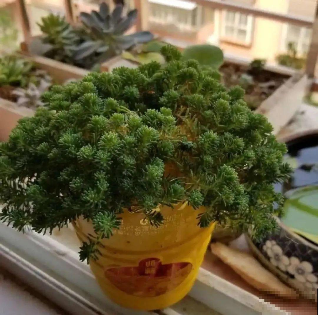 酒瓶子别扔，拿来种多肉，时髦又省钱