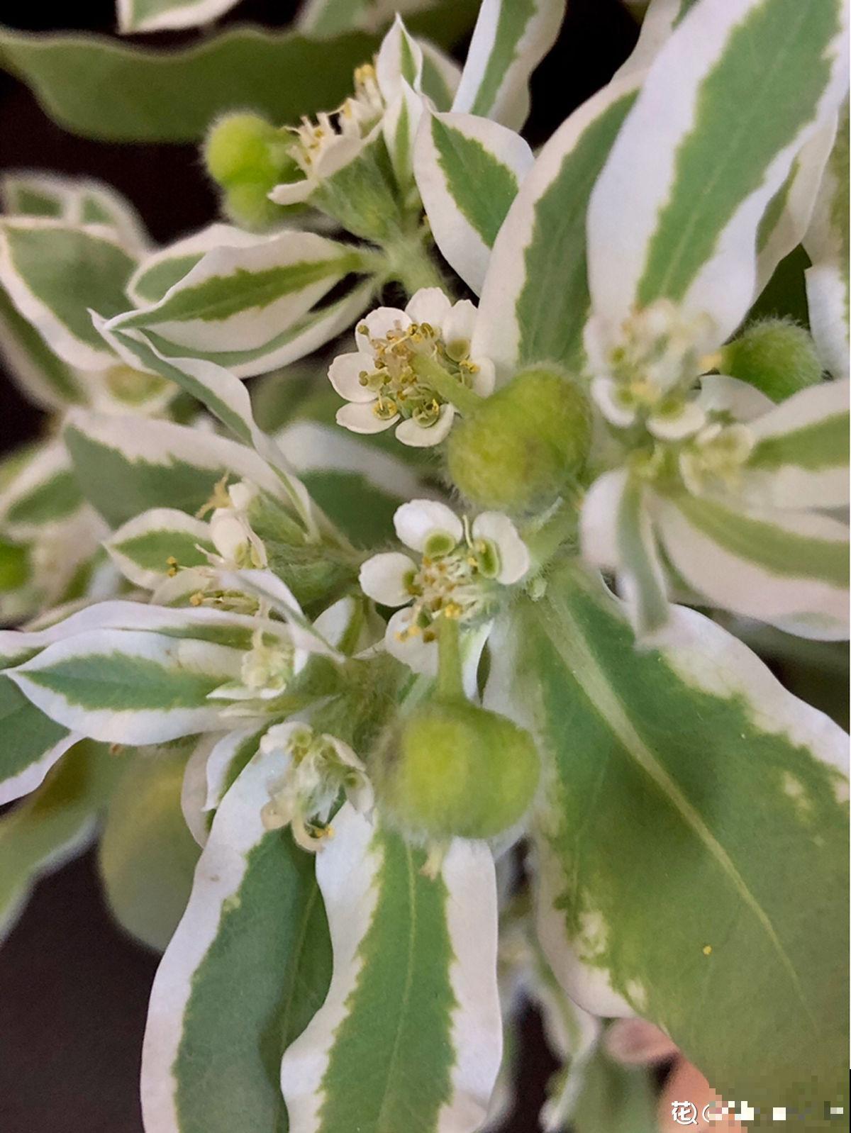 5种花,光听名字就很美,看到实物后,网友感叹:名不虚传 5种花,光听名字就很美,看到实物后,网友感叹:名不虚传