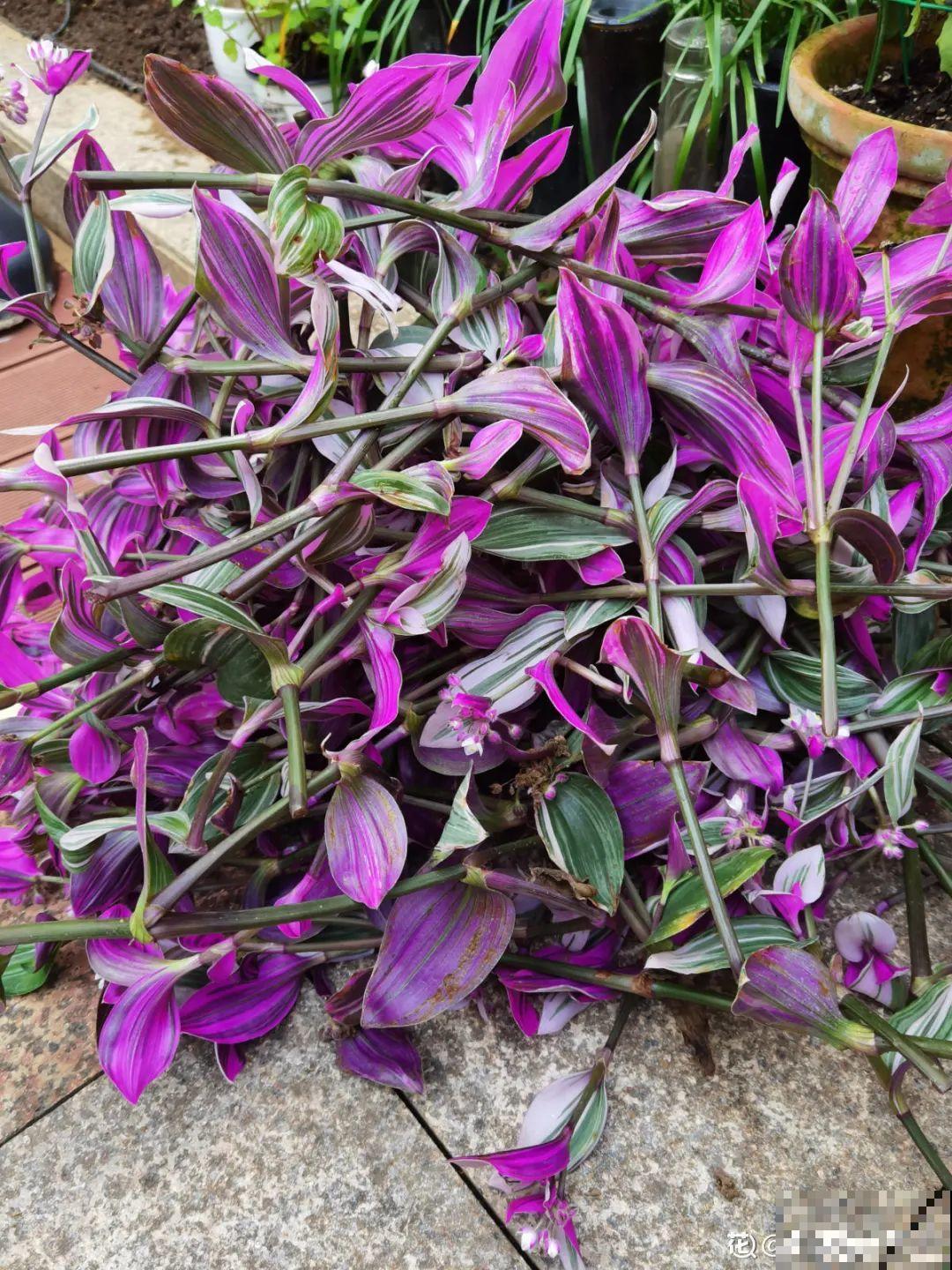 有个小院种种菜,养点花草,忘记半生喧嚣 有个小院种种菜,养点花草,忘记半生喧嚣