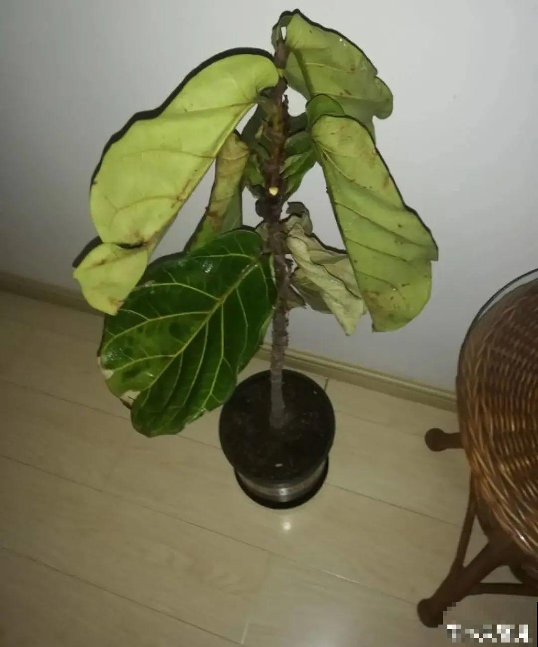 大叶子耐阴花，室内一定养，叶子比脸大，真凉快