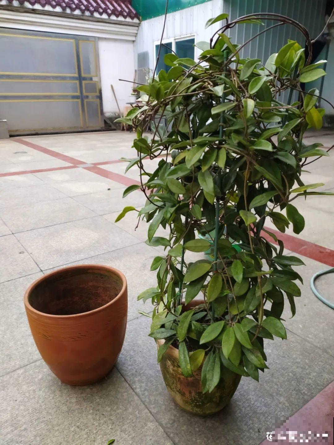 虎皮兰浅盆养，小芽嗖嗖冒，满盆都是新芽