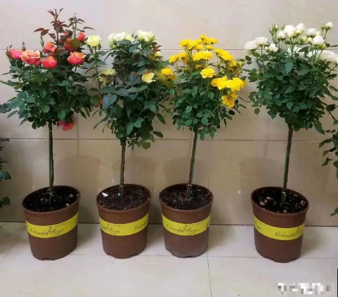 养了30年的玉树,扦插开出9色花,快来沾沾喜气 养了30年的玉树,扦插开出9色花,快来沾沾喜气