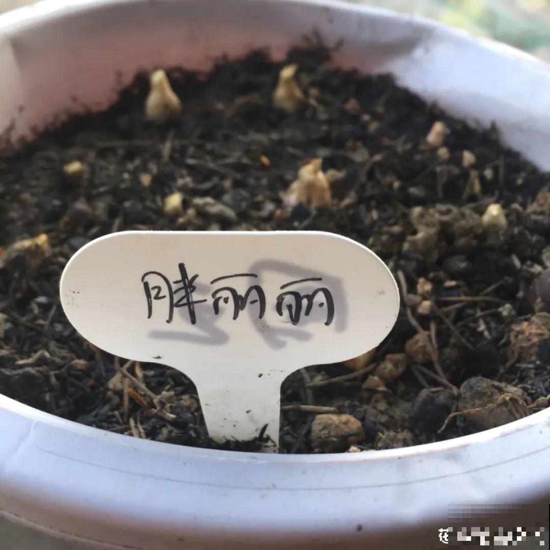 养花大神的爆花技巧，我给大家偷来了，赶紧学