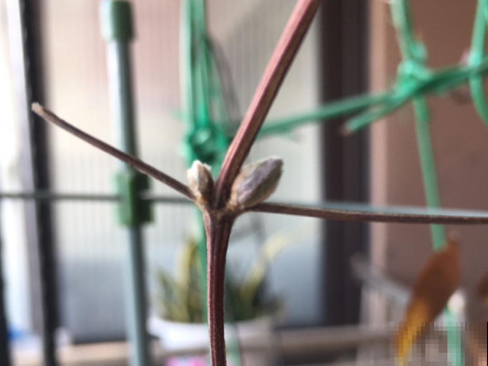 9种花,天热会“假死”,千万别丢了,秋天就苏醒 9种花,天热会“假死”,千万别丢了,秋天就苏醒