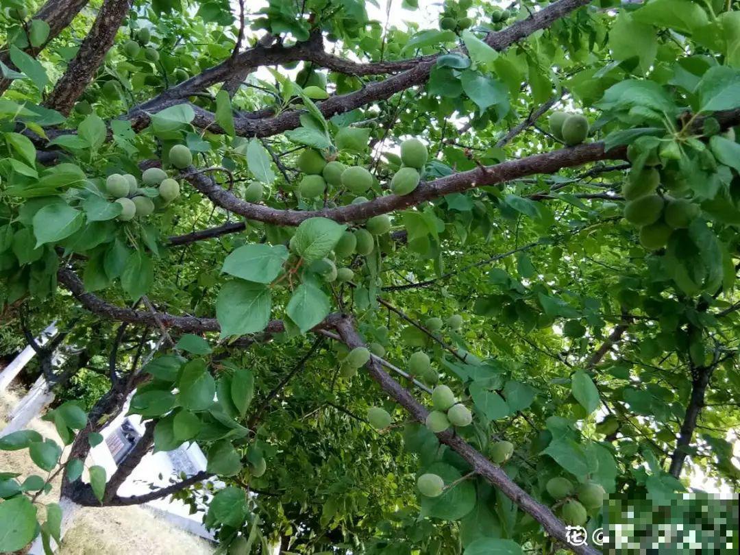 前不栽桑，后不栽柳，院中不种“鬼拍手”，是迷信还是智慧？