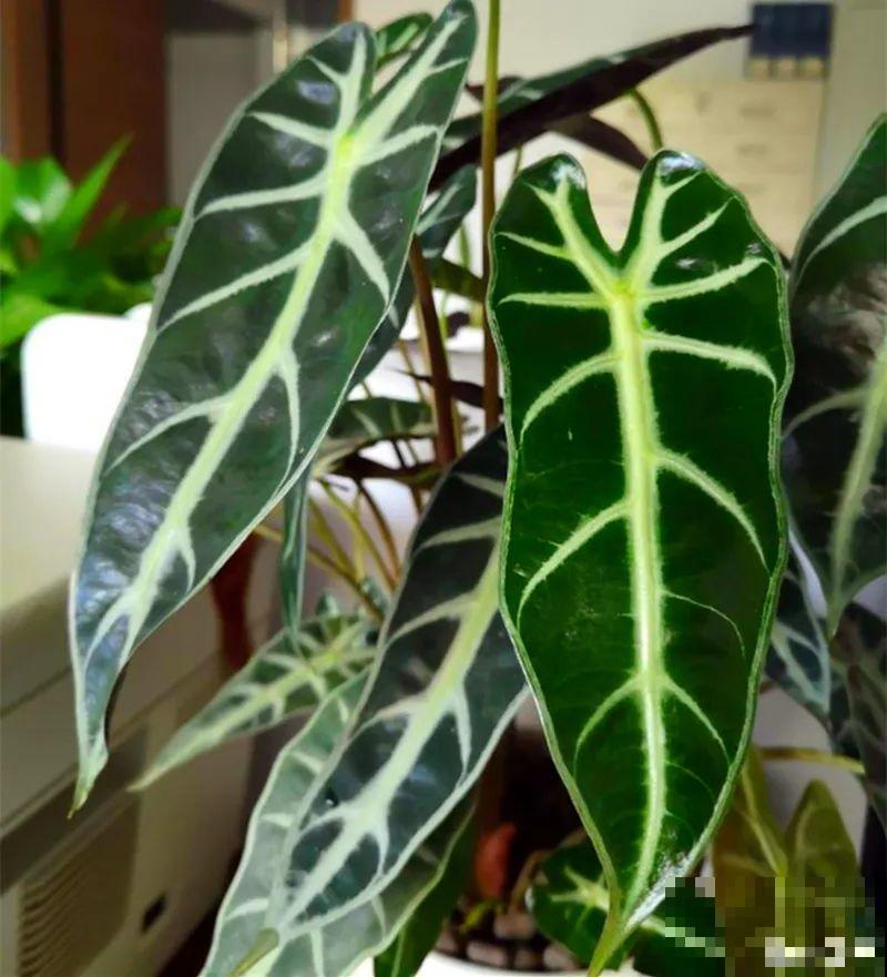 家里别只养绿萝,15种精致耐阴花,光照不好也能长很美 家里别只养绿萝,15种精致耐阴花,光照不好也能长很美