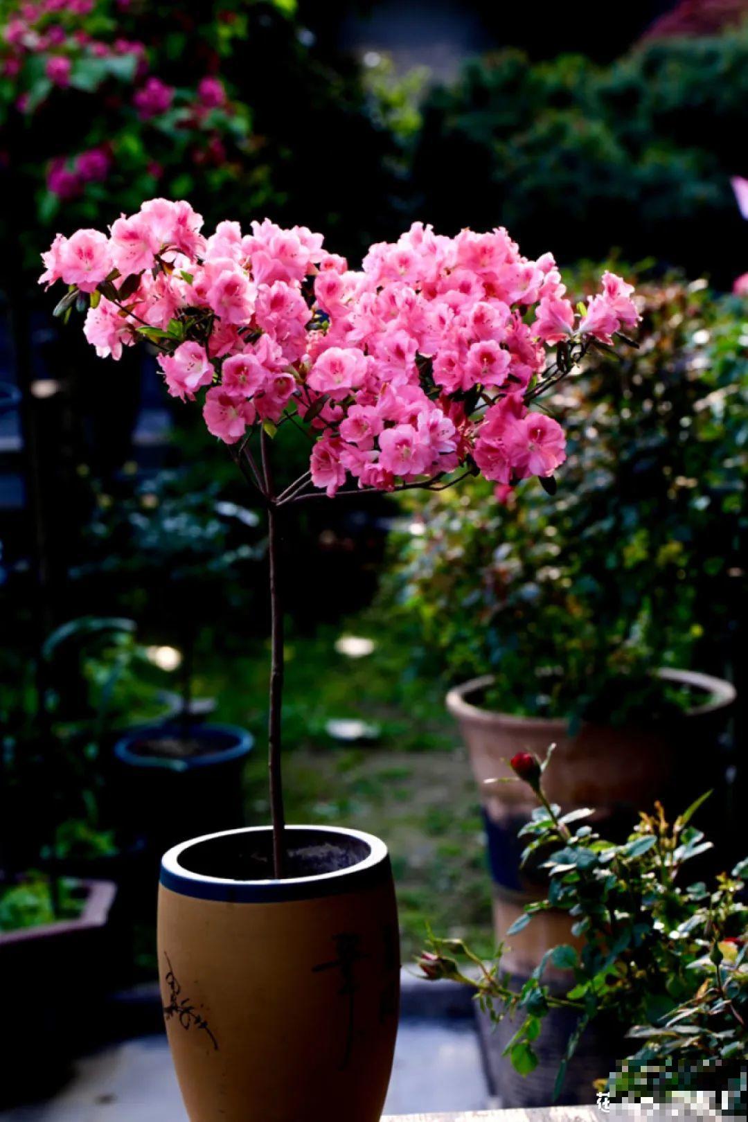 有个小院种种花，听风看雨，满眼花木