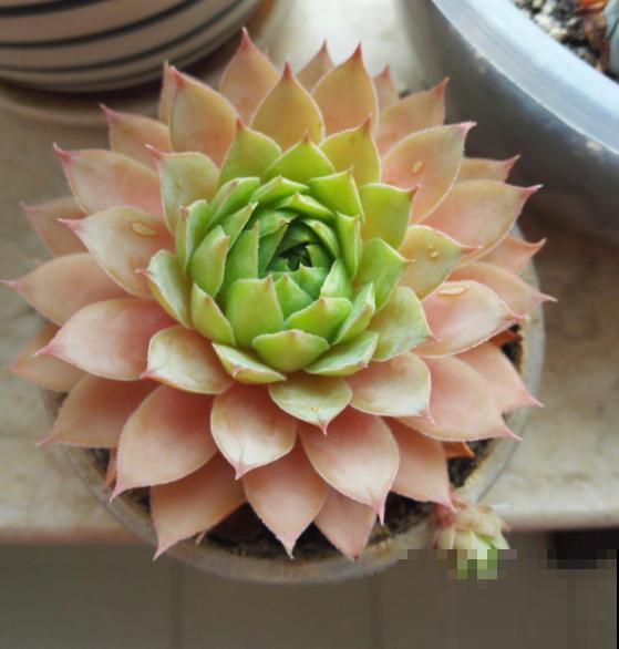 高温预警，先别种这4种花，夏天养好算我输