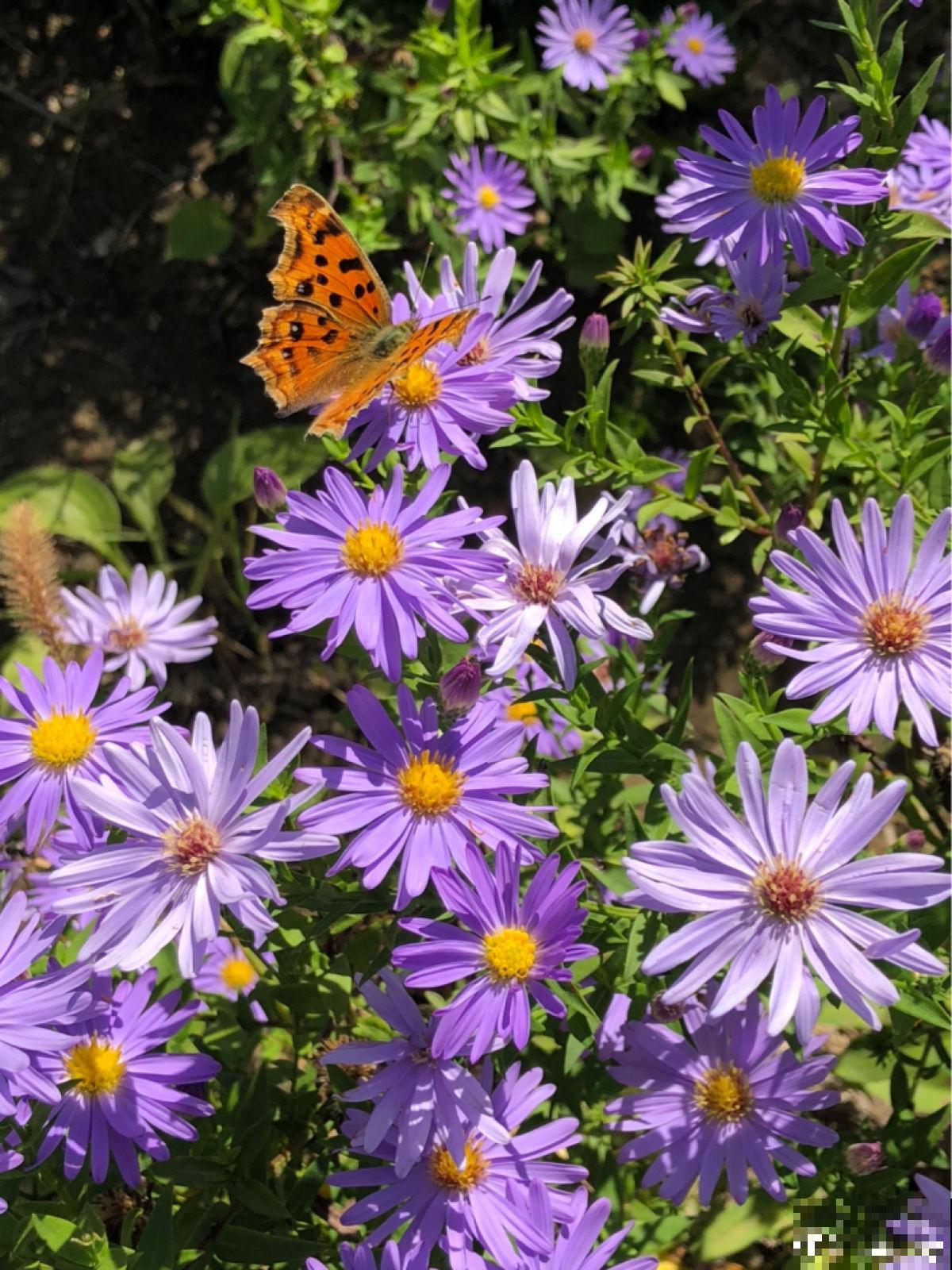 4种花正是秋播好时候,播种技巧要学会,冒出满盆小绿芽 4种花正是秋播好时候,播种技巧要学会,冒出满盆小绿芽