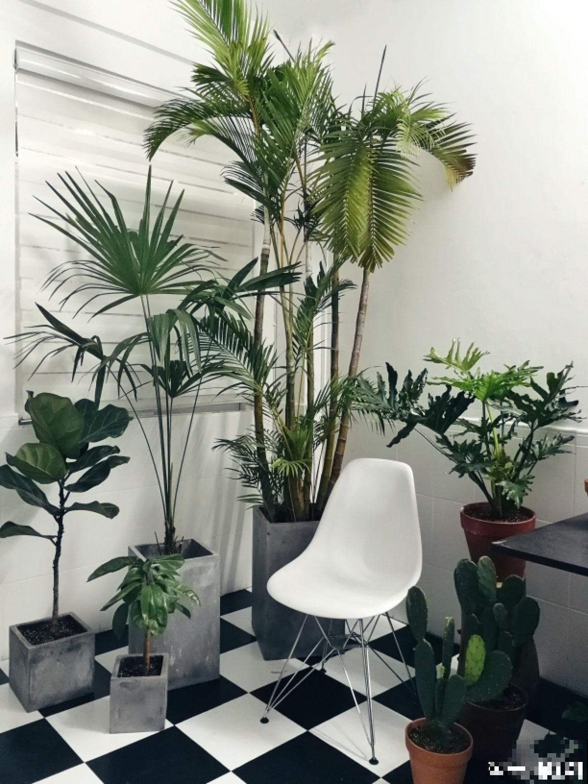 秋天养盆“杀菌花”，香味四溢增加湿度，还能净化室内空气