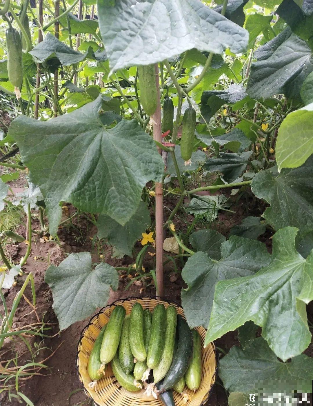 有个小院种种花，听风看雨，满眼花木