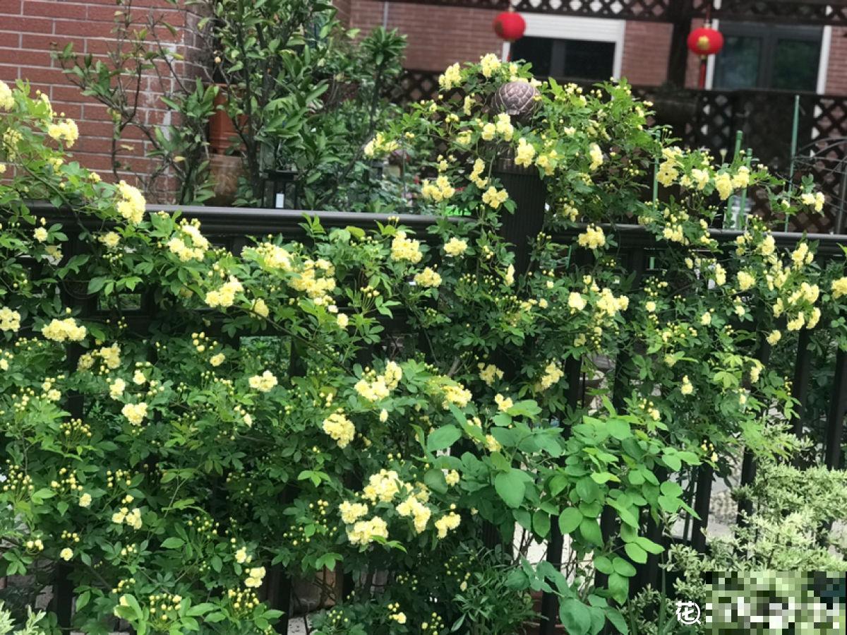 墙面大改造！种上4种爬墙花，我家的院墙成了拍照景点……