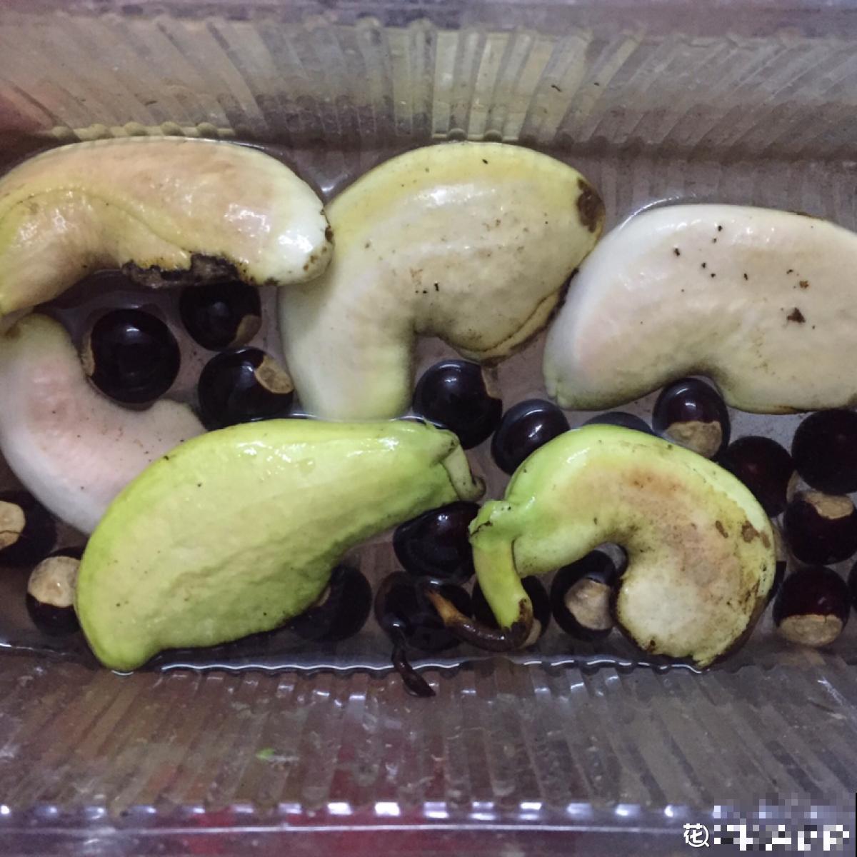 不用买种子，吃完就能种，还你一棵芒果树