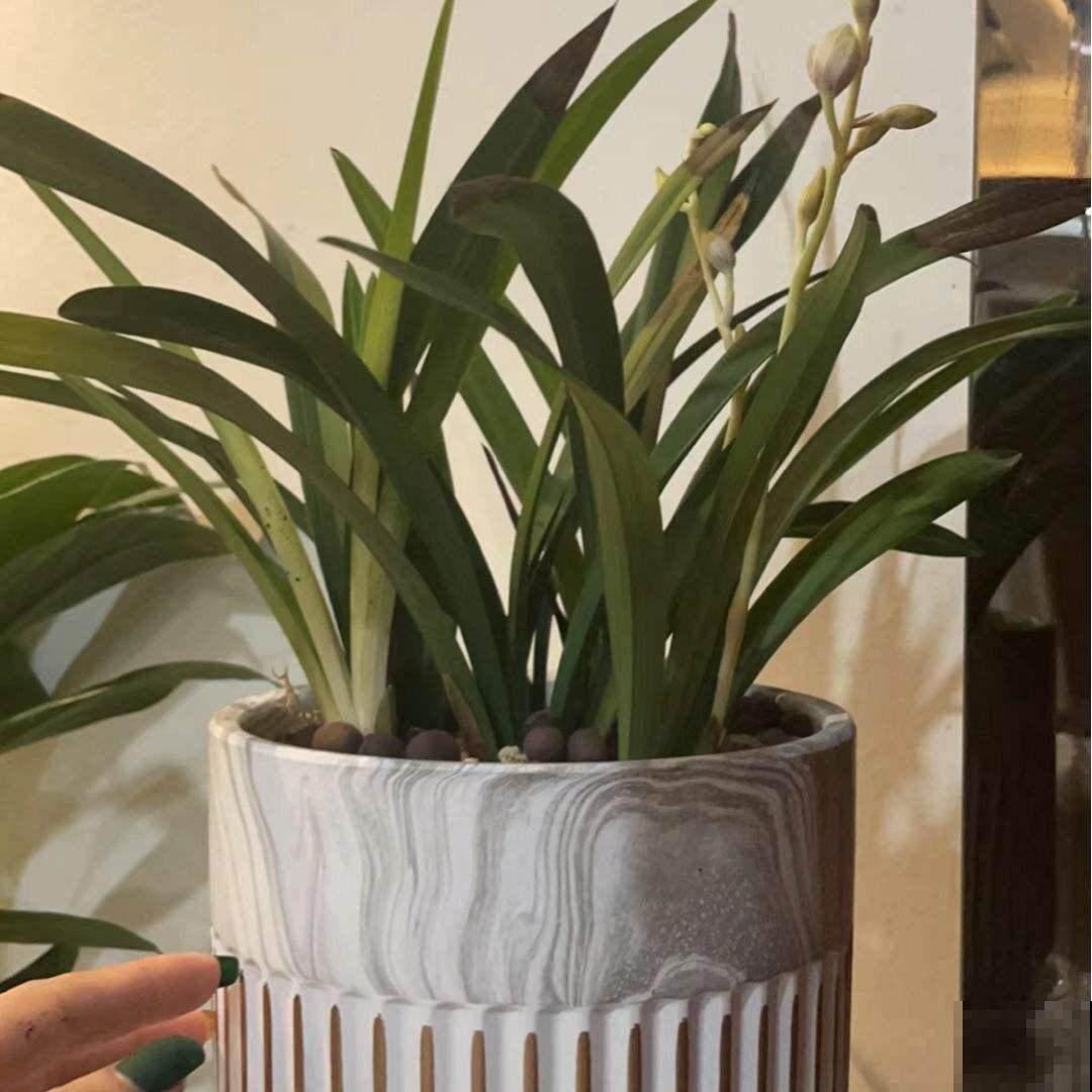 兰花五大品种,一个比一个幽雅,居家养殖真大气 兰花五大品种,一个比一个幽雅,居家养殖真大气