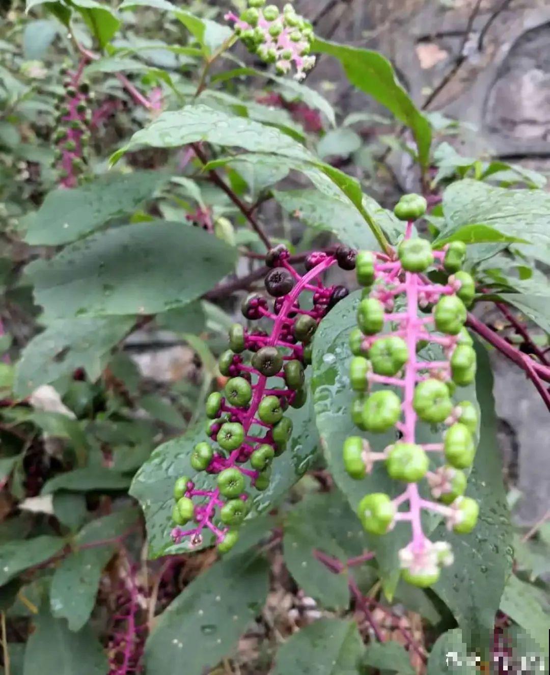 路边的有毒果，被老人捡回家吃，真吓人