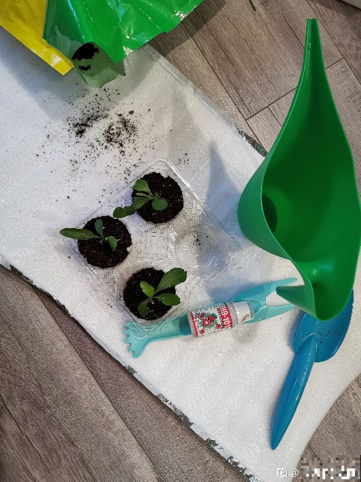 秋天要抓住机会扦插，5种花现在扦插正合适，生根率很高