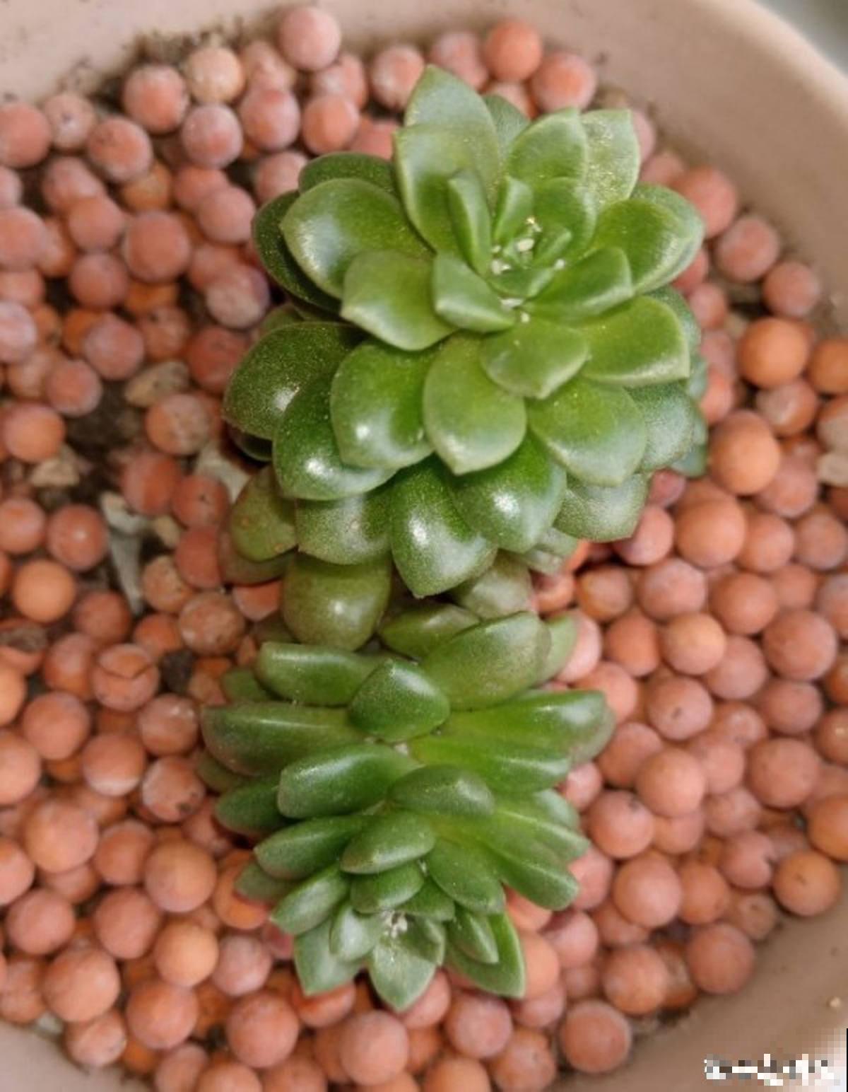 赶紧看看你家多肉，5步养护，大暑安全度过