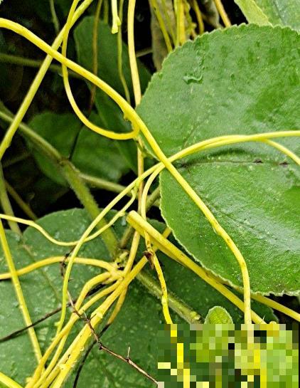 童年常见的20种花，城里很难见到，你认识几种