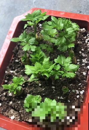 吃剩的蔬菜扔土里,长成清新绿植,怪好看的 吃剩的蔬菜扔土里,长成清新绿植,怪好看的