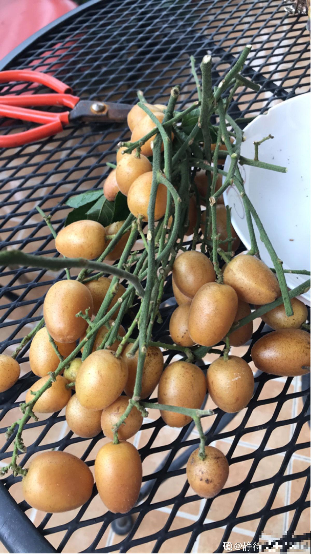 南方常见的黄皮果，妥妥的“黄水晶”，咬一口直流口水