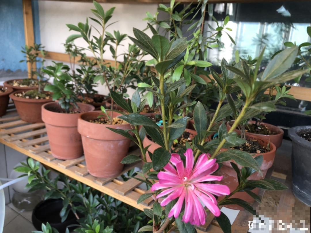 养花换个方法，长得更旺，养花杀手必看