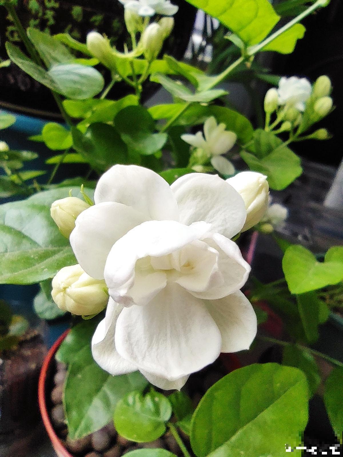 养花用点“酸酸水”,花长得特旺,叶子绿得直滴油 养花用点“酸酸水”,花长得特旺,叶子绿得直滴油