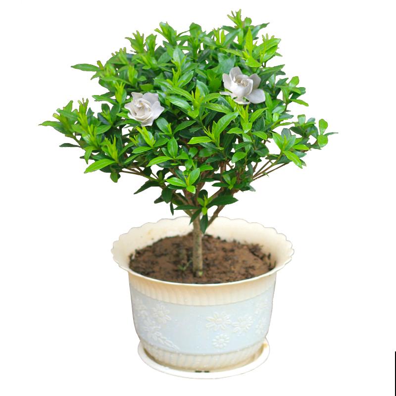 好不容易长出花苞，居然“消苞”了，太心疼