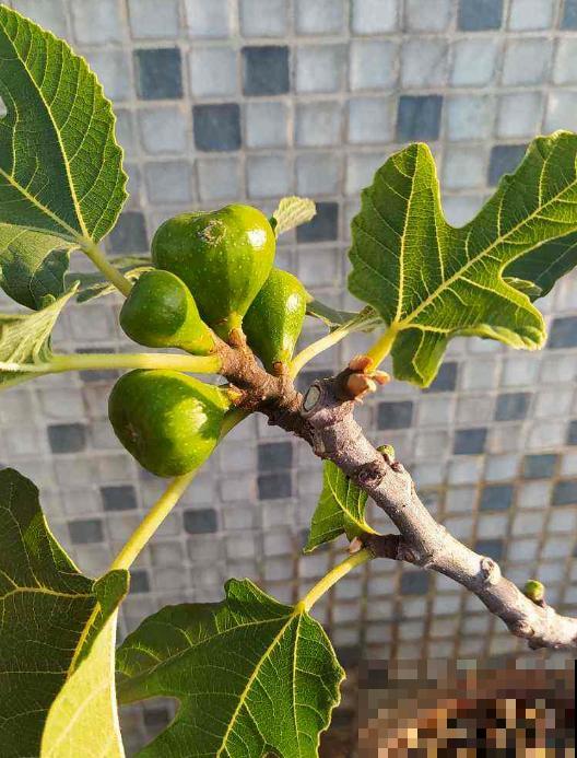 自己动手,院子里种无花果,省钱还放心 自己动手,院子里种无花果,省钱还放心