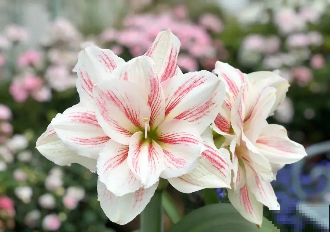 家里养盆朱顶红，开花个个比脸大，牛年养它“注定红”！