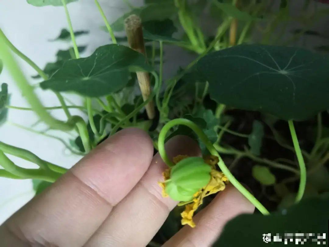 10种花开完不要剪，等20天之后，1盆变多盆