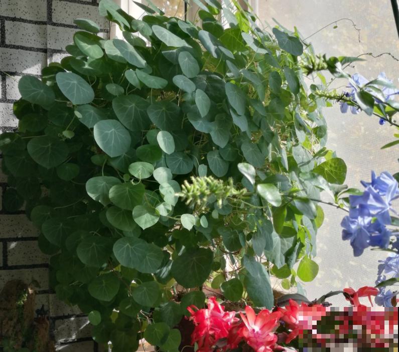 外观像土豆的“山乌龟”,模样虽然丑,却能养成绿窗帘 外观像土豆的“山乌龟”,模样虽然丑,却能养成绿窗帘