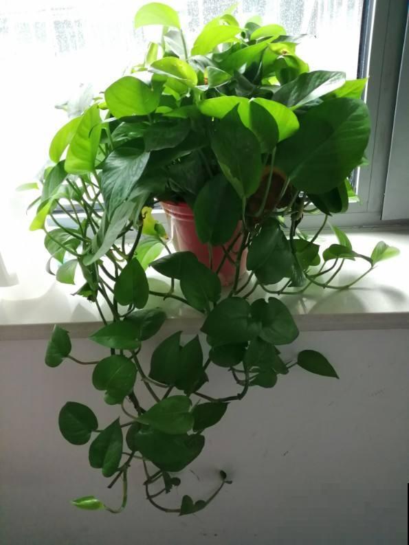 绿萝再好养也有窍门，4个方法，枝条像“喷泉”往外冒