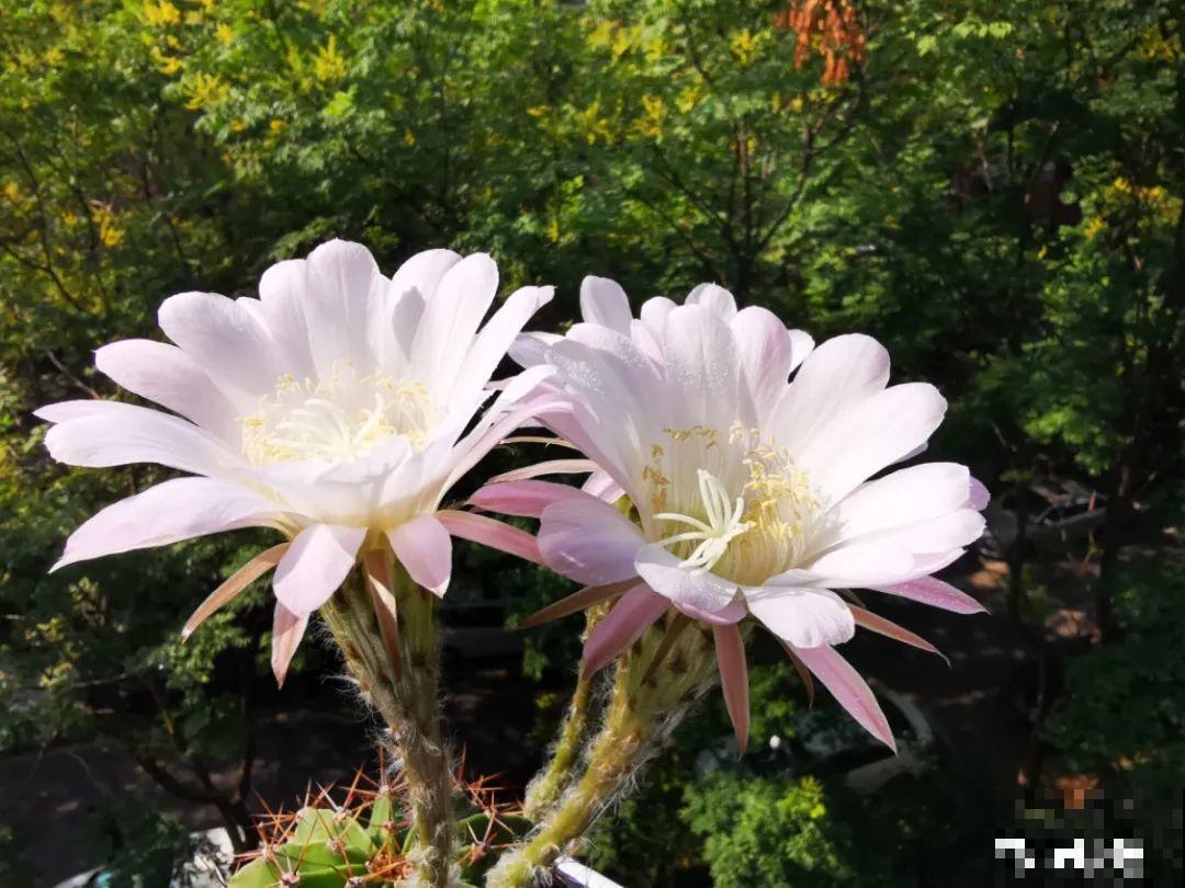 1种仙人球，开花美艳，一年能开好多次