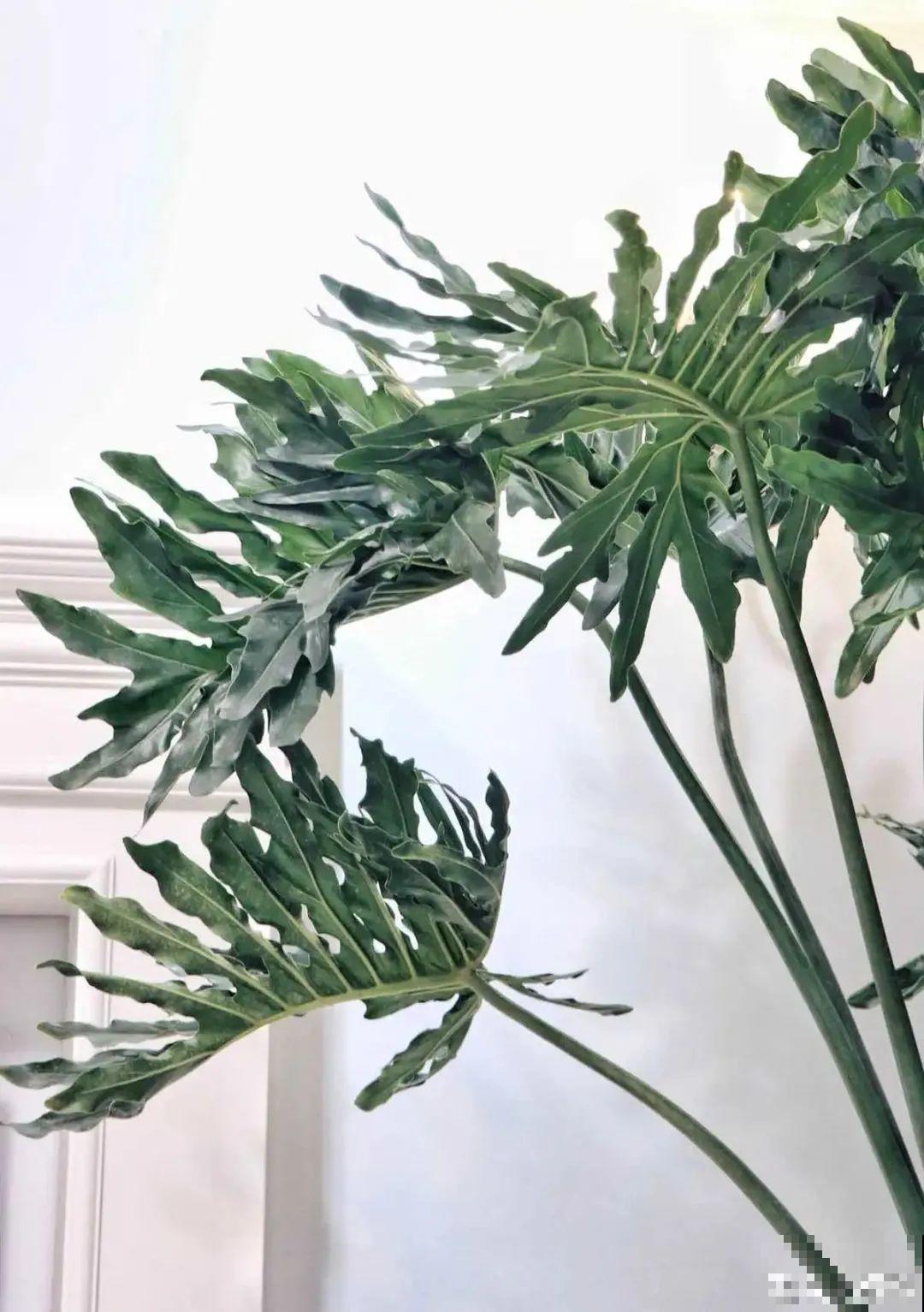 大叶子耐阴花，室内一定养，叶子比脸大，真凉快