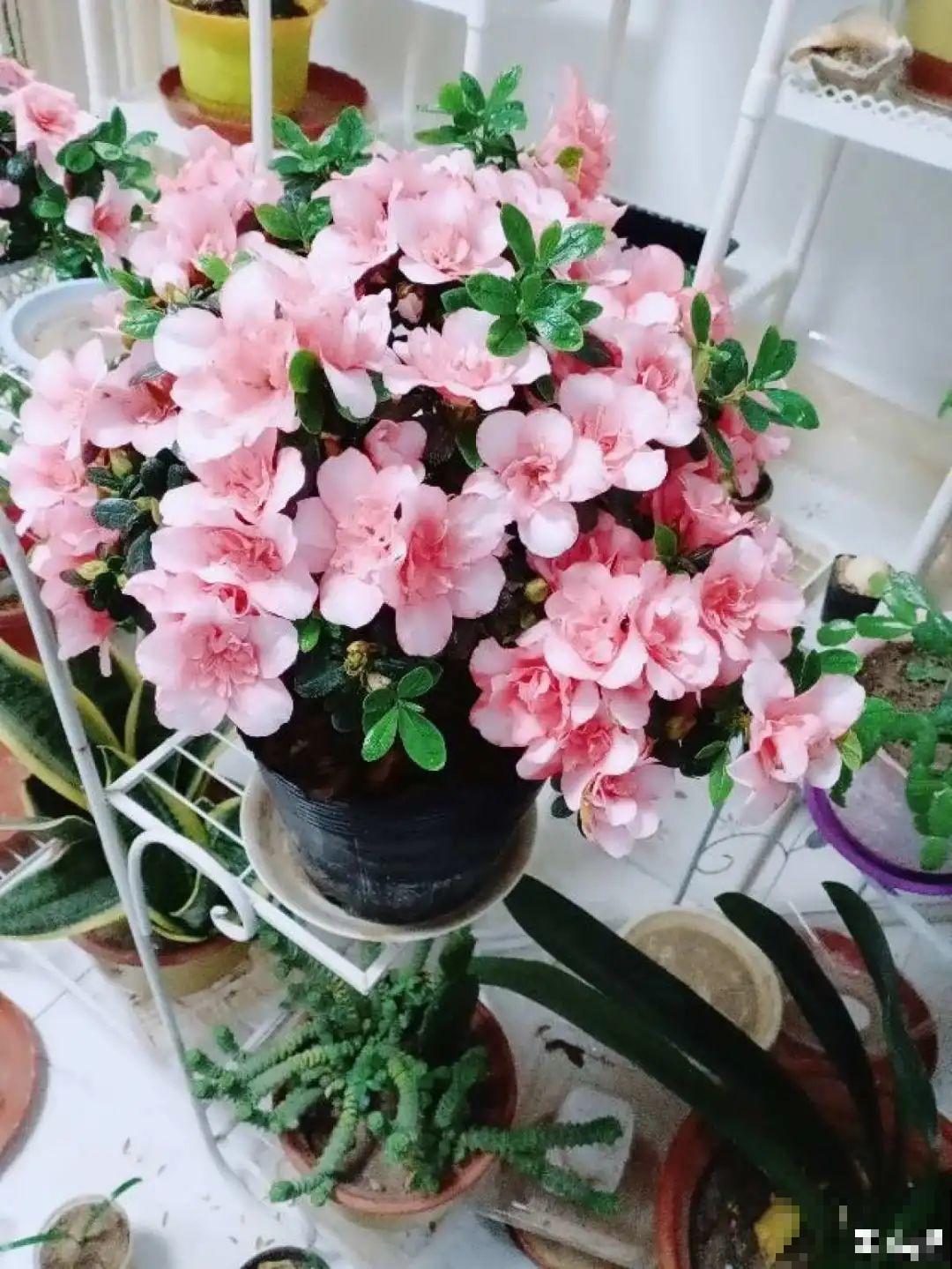 虎皮兰浅盆养，小芽嗖嗖冒，满盆都是新芽