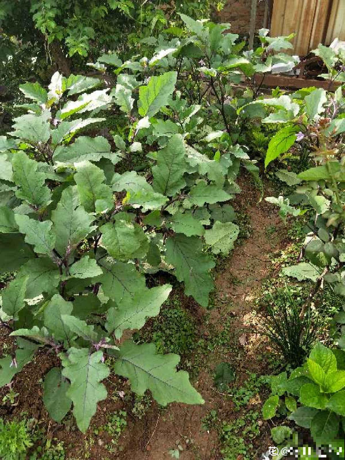 邻居种的茄子，两只手才能抓过来，到底咋种地？