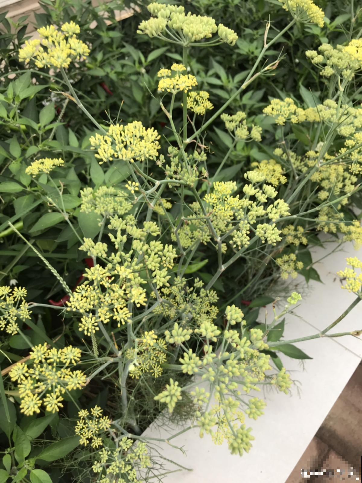 老中医爱养的60种植物，图文并茂特详细，种一盆养人养身心