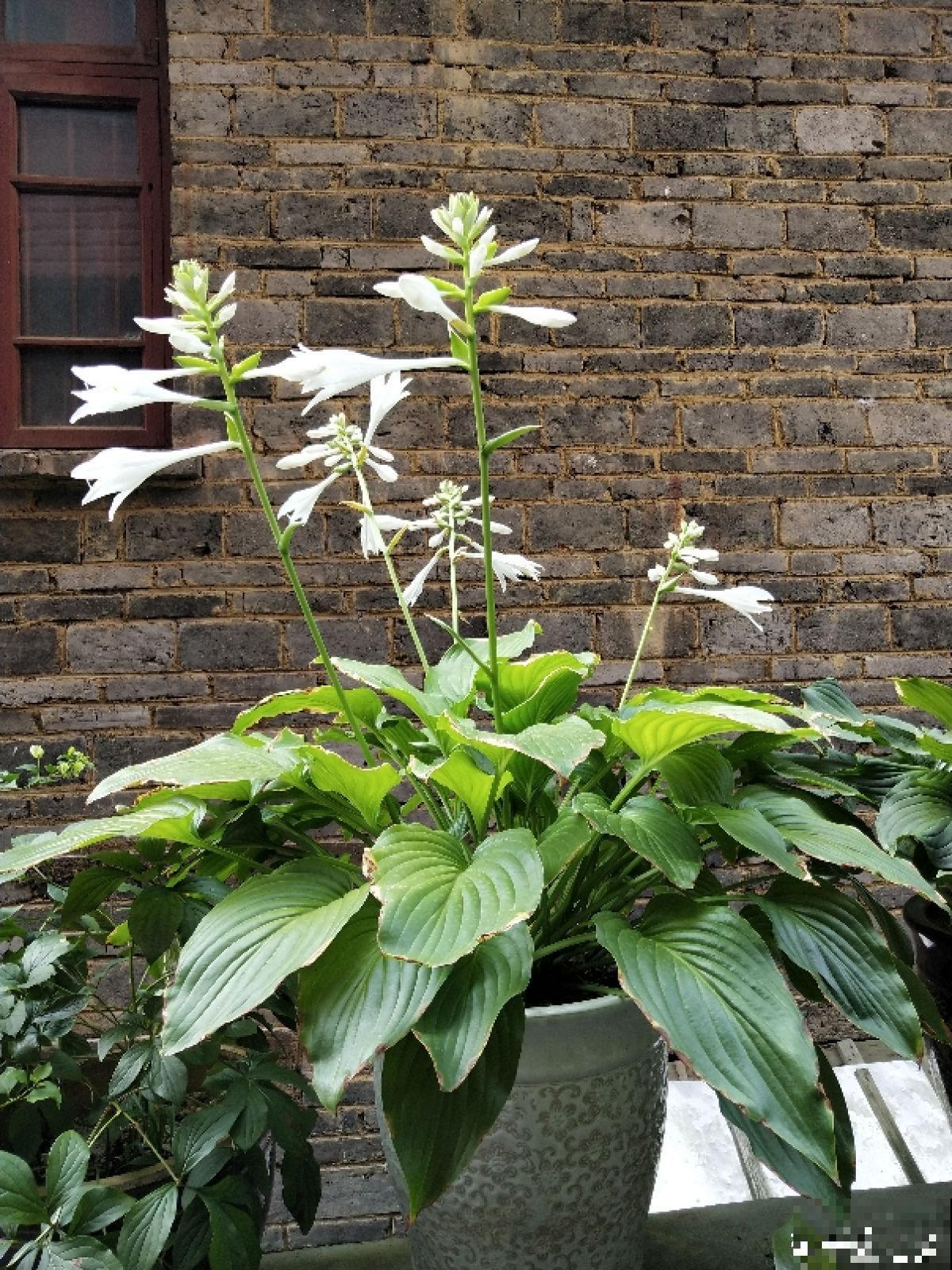 别养绿萝了,这6种彩叶花,家里没光也能养,颜值超高 别养绿萝了,这6种彩叶花,家里没光也能养,颜值超高