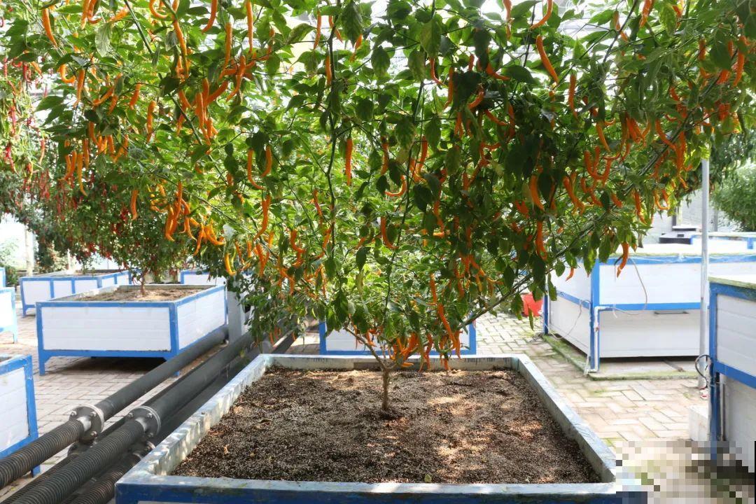 15万块钱的一个蜜瓜，到底有多好吃？