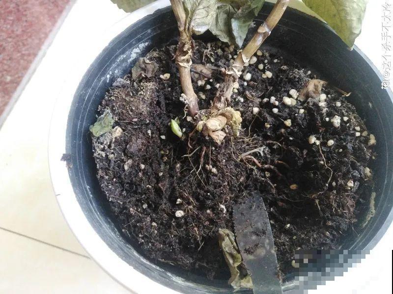 难养活的8种花，在家里养不好，扔门口反而呼呼开花