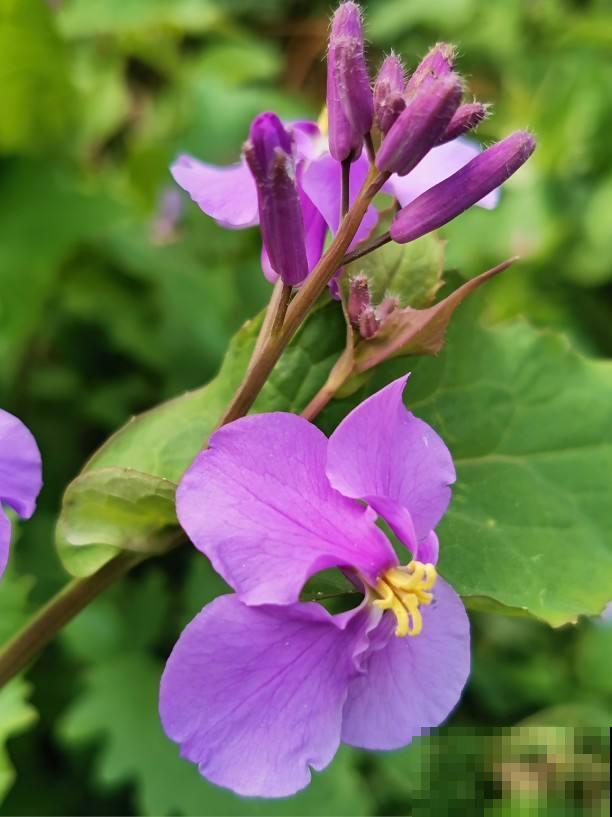 童年常见的20种花，城里很难见到，你认识几种