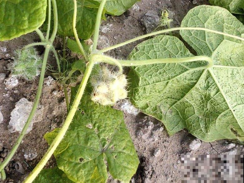 入侵植物爬进门，赶紧用开水烫死，不然就长疯了