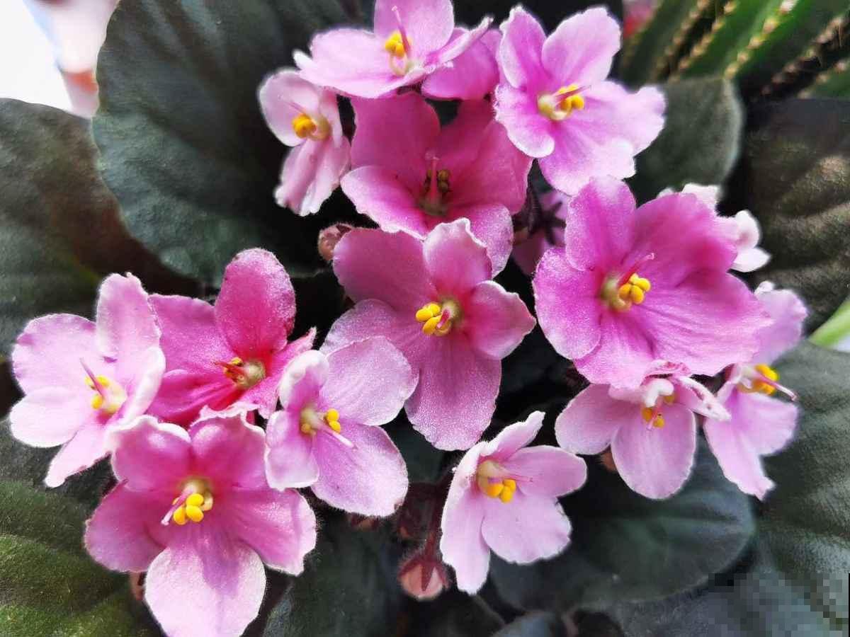 4种花现在要搬进屋，要是再晒下去，就要晒成“枯草”